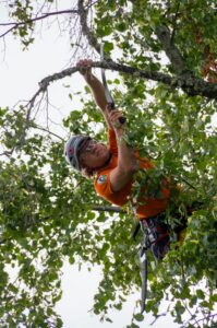 Arborist in action using safety gear to prune trees outdoors in Lepaa, Finland.